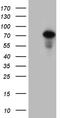 ZFP37 Zinc Finger Protein antibody, TA810207, Origene, Western Blot image 