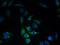 KIAA0319 Like antibody, A59542-100, Epigentek, Immunofluorescence image 