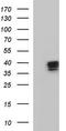 Apolipoprotein A5 antibody, TA507096, Origene, Western Blot image 