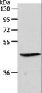 S1P3 antibody, LS-C402838, Lifespan Biosciences, Western Blot image 