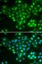 ATP Binding Cassette Subfamily A Member 3 antibody, LS-C346373, Lifespan Biosciences, Immunofluorescence image 
