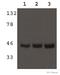 Malate dehydrogenase, mitochondrial antibody, ab96193, Abcam, Western Blot image 