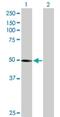 Phosphatase and tensin homolog 2 antibody, H00011191-B01P, Novus Biologicals, Western Blot image 