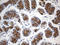 G Protein Subunit Alpha 14 antibody, LS-C796228, Lifespan Biosciences, Immunohistochemistry paraffin image 
