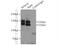 Sperm-associated antigen 5 antibody, 14726-1-AP, Proteintech Group, Immunoprecipitation image 