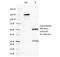 Semaphorin 4D antibody, 33-326, ProSci, Western Blot image 