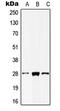 MOB Kinase Activator 2 antibody, MBS821088, MyBioSource, Western Blot image 