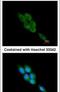 Calpain 1 antibody, PA5-27681, Invitrogen Antibodies, Immunofluorescence image 