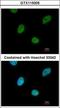 CCR4-NOT Transcription Complex Subunit 3 antibody, GTX115005, GeneTex, Immunocytochemistry image 