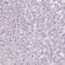 Mitotic Spindle Positioning antibody, NBP2-14390, Novus Biologicals, Immunohistochemistry paraffin image 