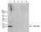H2A Histone Family Member Z antibody, NBP2-54619, Novus Biologicals, Western Blot image 