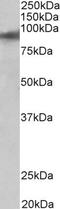 Zinc finger protein 652 antibody, LS-B10351, Lifespan Biosciences, Western Blot image 