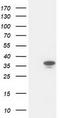 Cyclin Dependent Kinase 2 antibody, TA502936, Origene, Western Blot image 