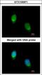 Protein Wnt-11 antibody, LS-C185754, Lifespan Biosciences, Immunocytochemistry image 