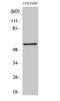 G Protein-Coupled Receptor 176 antibody, A15335, Boster Biological Technology, Western Blot image 