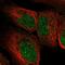 Exosome complex exonuclease RRP4 antibody, HPA021756, Atlas Antibodies, Immunocytochemistry image 