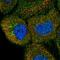 Diacylglycerol Lipase Beta antibody, HPA069377, Atlas Antibodies, Immunocytochemistry image 