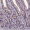 5',3'-Nucleotidase, Mitochondrial antibody, HPA043777, Atlas Antibodies, Immunohistochemistry frozen image 