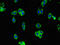 WAP Four-Disulfide Core Domain 8 antibody, orb46439, Biorbyt, Immunofluorescence image 