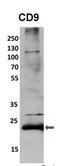 CD9 Molecule antibody, orb331123, Biorbyt, Western Blot image 