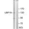 Ubiquitin carboxyl-terminal hydrolase 19 antibody, A05870, Boster Biological Technology, Western Blot image 