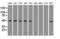 KRT18 antibody, CF500017, Origene, Western Blot image 