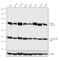 Deltex E3 Ubiquitin Ligase 3L antibody, 720394, Invitrogen Antibodies, Western Blot image 