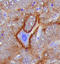 Neurocan antibody, AF5800, R&D Systems, Immunohistochemistry frozen image 