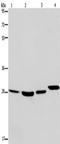 ETV7 antibody, TA349948, Origene, Western Blot image 