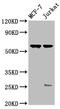 Stimulated by retinoic acid gene 8 protein homolog antibody, CSB-PA767212LA01HU, Cusabio, Western Blot image 