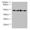 Growth Hormone Inducible Transmembrane Protein antibody, orb355035, Biorbyt, Western Blot image 