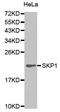 S-phase kinase-associated protein 1 antibody, MBS125407, MyBioSource, Western Blot image 