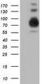Phosphoinositide-3-Kinase Adaptor Protein 1 antibody, TA501763S, Origene, Western Blot image 