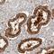 Ribonuclease T2 antibody, HPA029013, Atlas Antibodies, Immunohistochemistry frozen image 