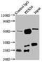 Peroxisomal Biogenesis Factor 26 antibody, CSB-PA767196LA01HU, Cusabio, Immunoprecipitation image 