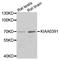 Protein Only RNase P Catalytic Subunit antibody, A11363, Boster Biological Technology, Western Blot image 