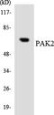 P21 (RAC1) Activated Kinase 2 antibody, LS-C200459, Lifespan Biosciences, Western Blot image 