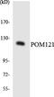 POM121 antibody, LS-B14688, Lifespan Biosciences, Western Blot image 