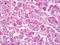 Lamin A/C antibody, orb96085, Biorbyt, Immunohistochemistry paraffin image 