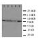 mtHSP70 antibody, LS-C312939, Lifespan Biosciences, Western Blot image 