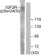 Insulin Like Growth Factor 2 Receptor antibody, abx012519, Abbexa, Western Blot image 