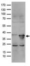 Replication Factor C Subunit 2 antibody, TA890023S, Origene, Western Blot image 