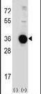 DNA damage-inducible transcript 4 protein antibody, PA5-13253, Invitrogen Antibodies, Western Blot image 