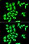 Methionine Sulfoxide Reductase B1 antibody, LS-C334912, Lifespan Biosciences, Immunofluorescence image 