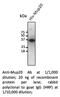 Major urinary protein 20 antibody, AB0114-200, SICGEN, Western Blot image 