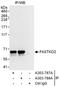 FAST Kinase Domains 2 antibody, A303-787A, Bethyl Labs, Immunoprecipitation image 