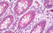 Gap Junction Protein Alpha 3 antibody, MBS244870, MyBioSource, Immunohistochemistry frozen image 