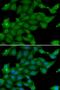 Ras-specific guanine nucleotide-releasing factor 1 antibody, orb247712, Biorbyt, Immunofluorescence image 