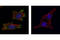 Moesin antibody, 3150S, Cell Signaling Technology, Immunocytochemistry image 