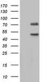 Calpain 5 antibody, TA804907S, Origene, Western Blot image 